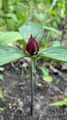 Trillium recurvatum