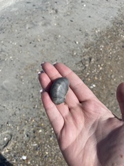 Littorinimorpha