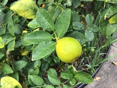 Citrus japonica