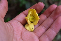 Annonaceae