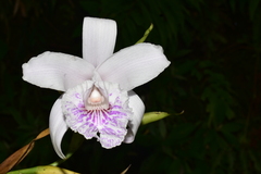 Sobralia