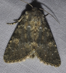Polymixis dubia