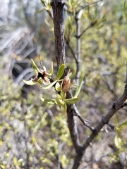 Prunus fasciculata