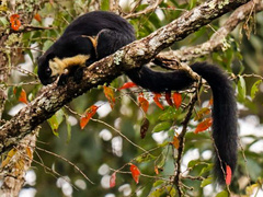 Ratufa bicolor