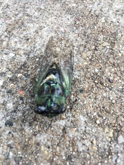 Neotibicen pruinosus