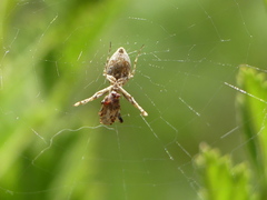 Uloborus walckenaerius