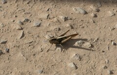 Acanthacris ruficornis