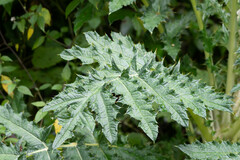 Cirsium subcoriaceum image