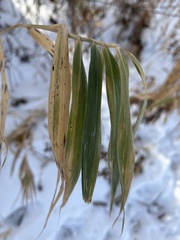 Elymus virginicus