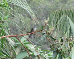 Saltator similis