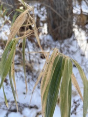 Elymus virginicus