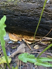 Pseudomerulius curtisii