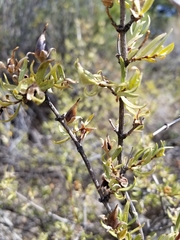 Prunus fasciculata