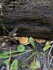 Pseudomerulius curtisii