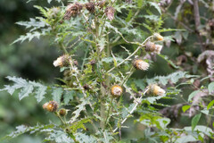 Cirsium subcoriaceum image