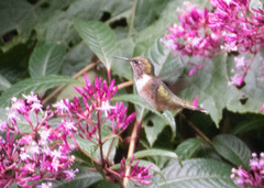 Selasphorus flammula