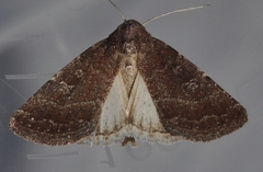 Condica viscosa