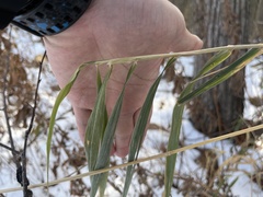 Elymus virginicus