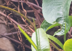 Troglodytes ochraceus