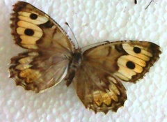 Pseudochazara hippolyte