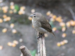 Sporophila caerulescens