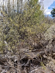Prunus fasciculata