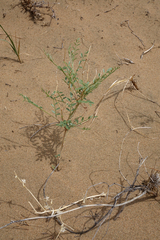 Corethrodendron fruticosum