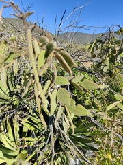 Senna villosa