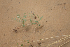 Corethrodendron fruticosum