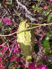 Gonolobus grandiflorus