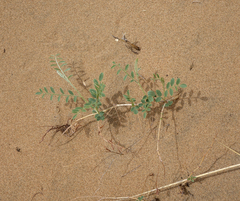 Corethrodendron fruticosum