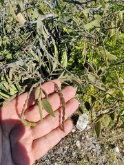 Senna villosa