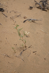 Corethrodendron fruticosum