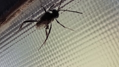 Evania appendigaster