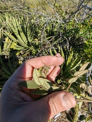 Senna villosa