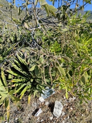Senna villosa