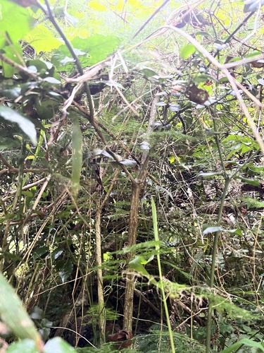 Forest Asparagus (Asparagus sylvicola)