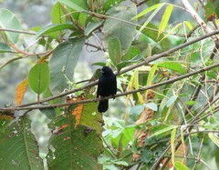 Tachyphonus coronatus