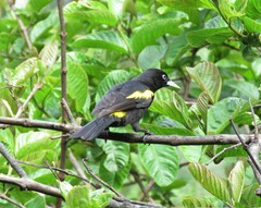 Cacicus chrysopterus