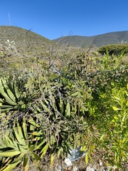 Senna villosa