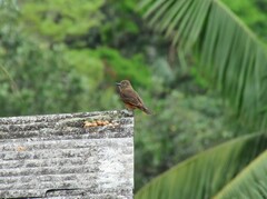 Hirundinea ferruginea