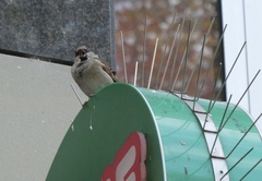 Passer domesticus