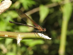 Hetaerina cruentata