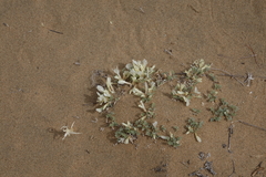 Astragalus teskhemicus