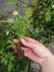 Tanacetum parthenium