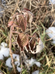 Rubus idaeus