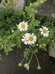 Tanacetum parthenium