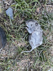 Microtus longicaudus