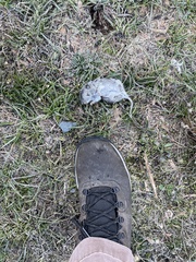 Microtus longicaudus