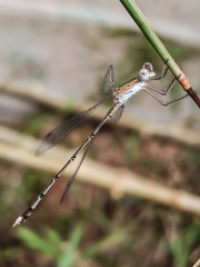 Lestes elatus